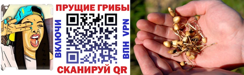 Псилоцибиновые грибы прущие грибы  Константиновск 